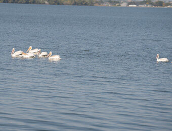 pelicans on a lake