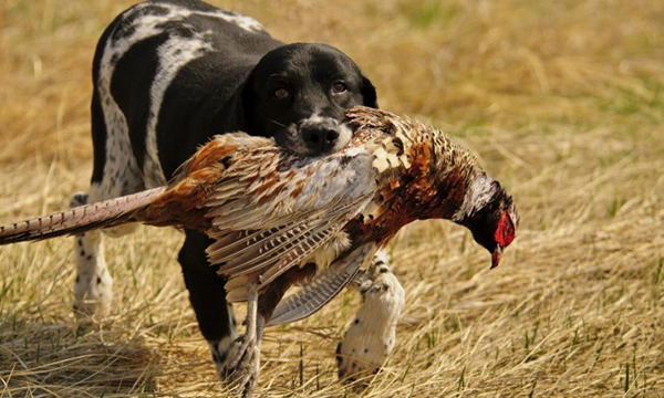 dog with bird